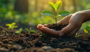 Tree-Plantation Image